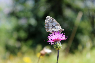 Butterfly is posing on a pink flower