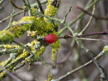 Close-up of berries on plant