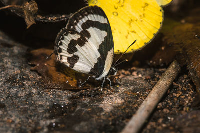 Close-up of butterfly