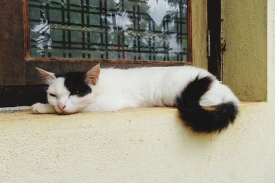 Cat resting on a window