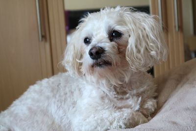 Portrait of dog at home