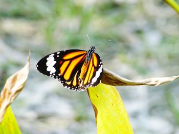 Close-up of butterfly on leaf