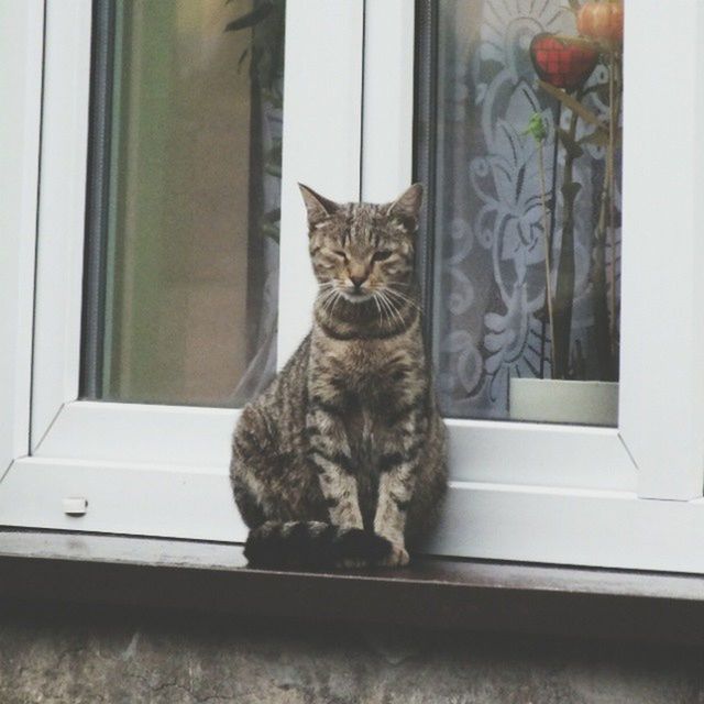 domestic cat, pets, cat, one animal, domestic animals, animal themes, feline, mammal, indoors, window, whisker, sitting, window sill, portrait, relaxation, looking at camera, home interior, staring, house