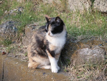 Cat sitting on grass