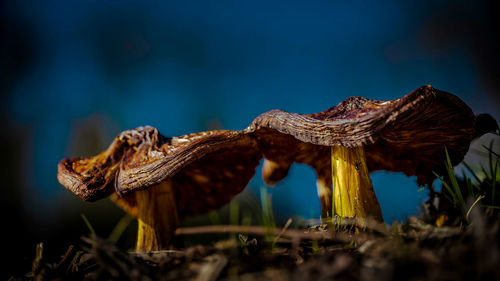 Close-up mushrooms. shriveled brown mushrooms against dark blue menacing sky.
