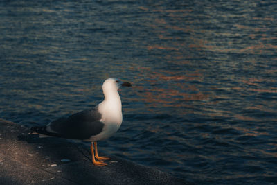 Close-up of seagull perching on beach