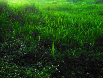 Full frame shot of grassy field