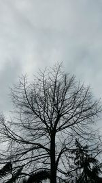 Low angle view of bare tree against sky