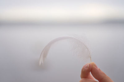 Close-up of hand holding feather