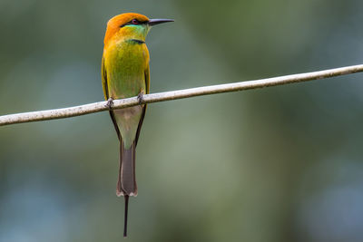 Close-up of bird perching on branch