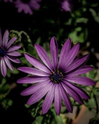 Close-up of purple flower