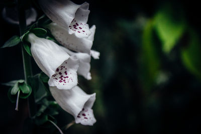 Close-up of cherry blossoms