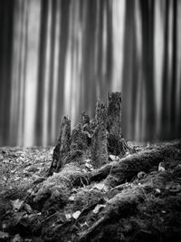 Tree stump in forest