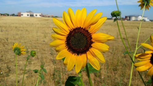 Close-up of sunflower blooming on field against sky