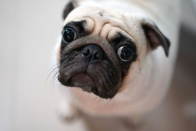 Close-up portrait of dog