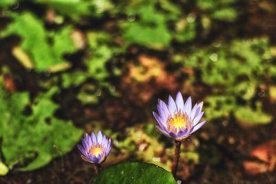 Close-up of purple flowering plant on field