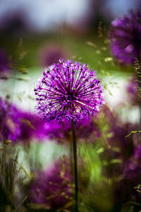 Close-up of purple flower