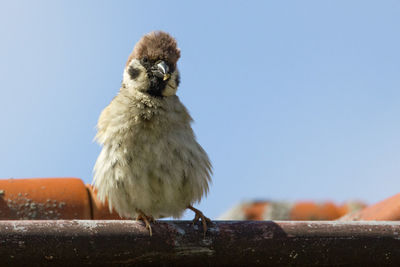 Close-up of bird perching against clear sky