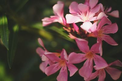 Close-up of pink flowering plant