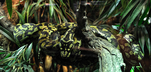 Close-up of lizard on tree