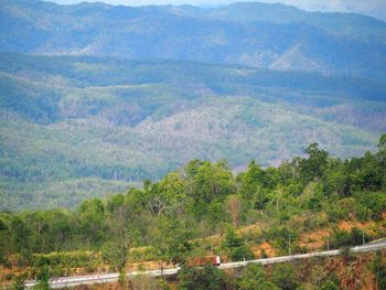 High angle view of trees in forest