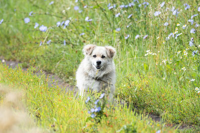 Portrait of a dog