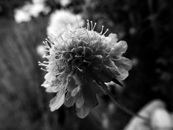 Close-up of flower blooming outdoors