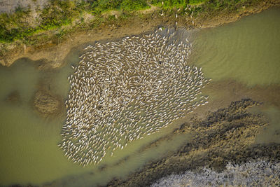 High angle view of jellyfish on beach