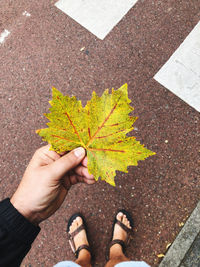 leaf