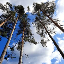 Low angle view of tree against sky