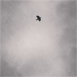 Low angle view of bird flying in sky