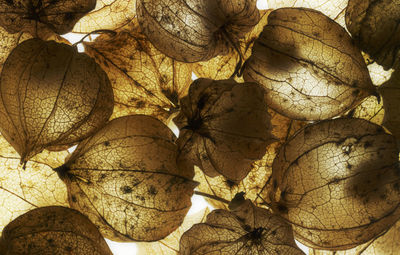 Close-up of dry leaves
