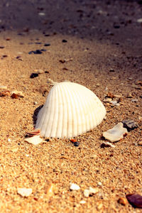 Close-up of seashell on sand at beach