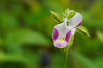 Close-up of purple flowering plant