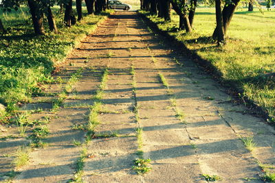 View of trees on field