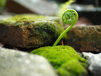 Close-up of moss growing on rock