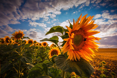 Close-up of sunflower on field against cloudy sky