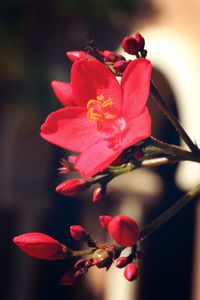 Close-up of red flower blooming outdoors