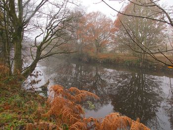 Trees by lake in forest against sky