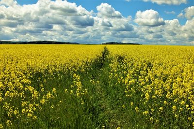 Scenic view of oilseed rape field against sky