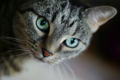 Close-up portrait of cat