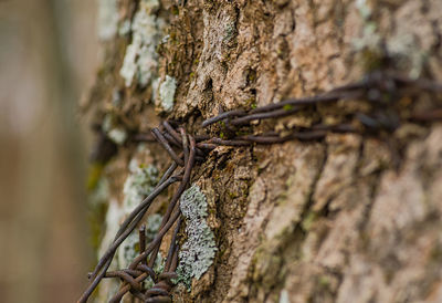 Close-up of plant growing on tree trunk