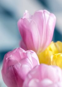 Close-up of pastel pink and yellow tulips