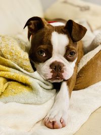 Portrait of dog relaxing on bed at home