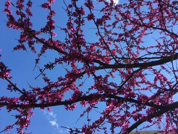 Low angle view of flower tree