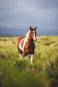 Brown and white horse in a big on big island of hawaii