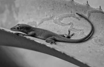 Lizard on the wall