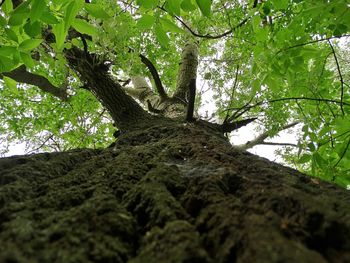 Low angle view of trees in forest