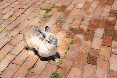 High angle view of rabbit on footpath