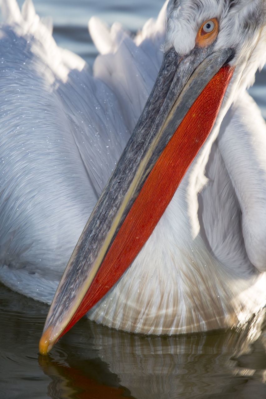 CLOSE-UP OF A DUCK